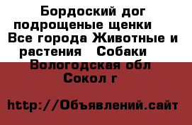 Бордоский дог подрощеные щенки.  - Все города Животные и растения » Собаки   . Вологодская обл.,Сокол г.